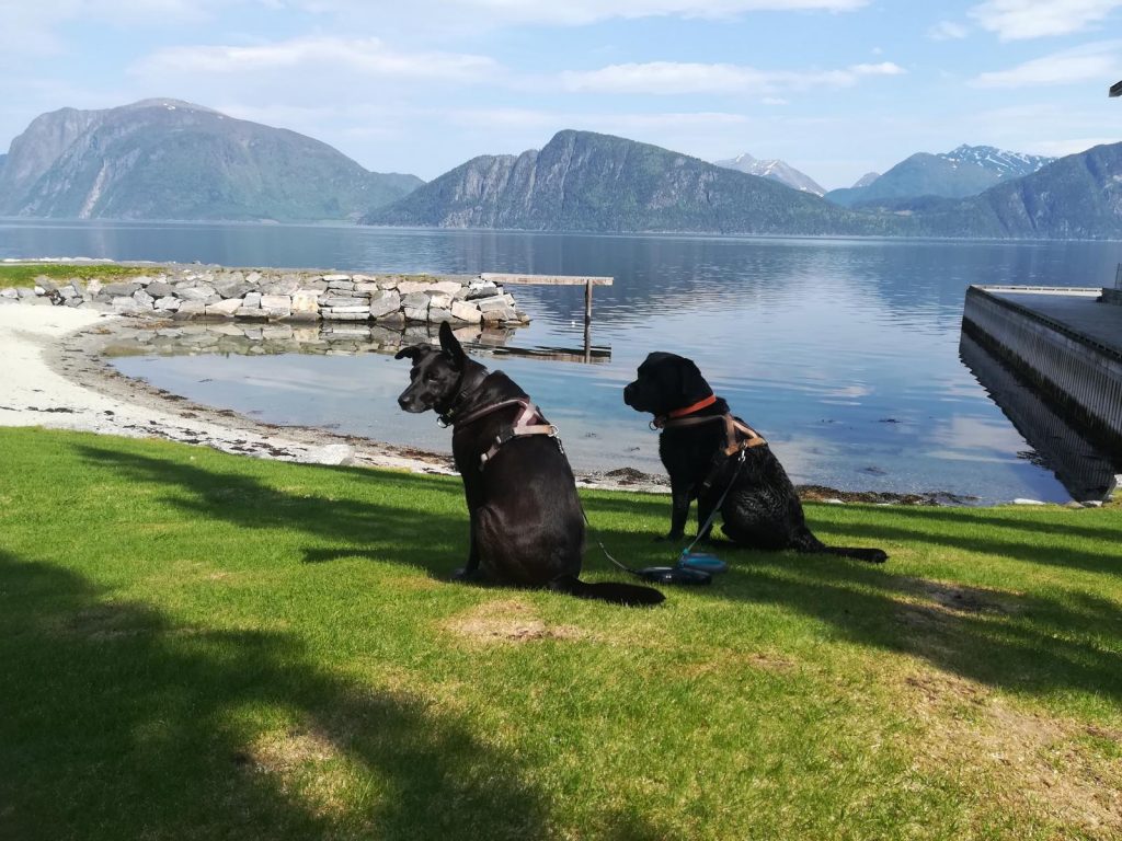 Hunde_Norwegen_2018